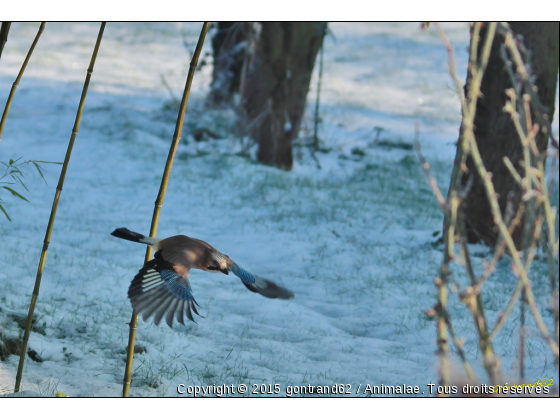 geai des chenes - Photo de Oiseaux