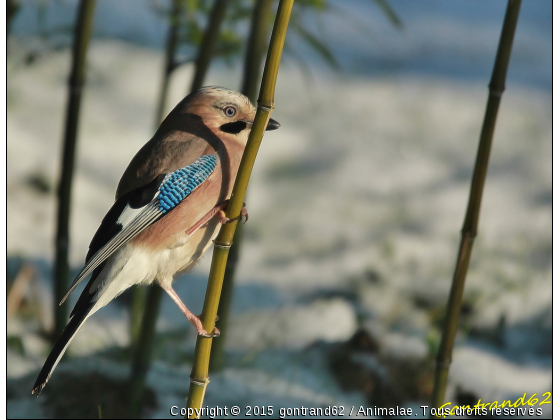 geai des chenes - Photo de Oiseaux