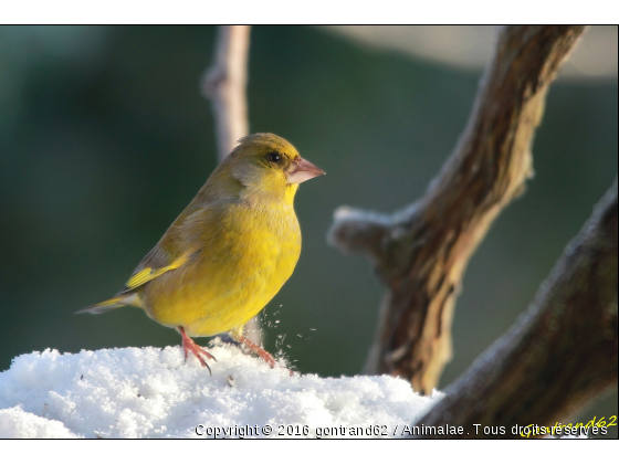 verdier d&#039;europe - Photo de Oiseaux