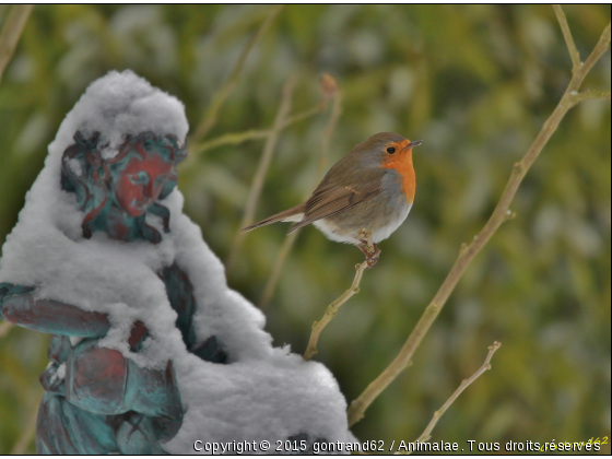 rouge-gorge - Photo de Oiseaux