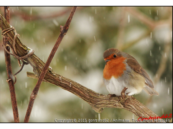 rouge-gorge - Photo de Oiseaux