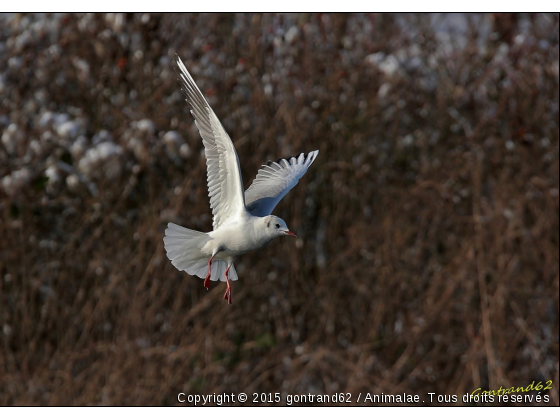 mouette - Photo de Oiseaux