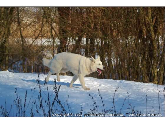 chien - Photo de Chiens