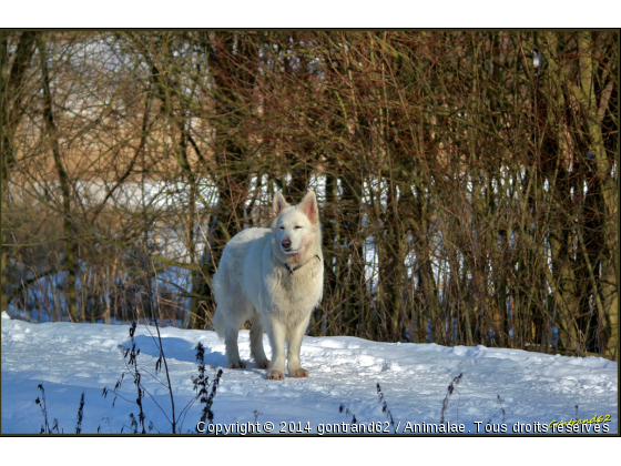 chien - Photo de Chiens