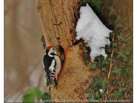 PIC MAR - Photo de Oiseaux