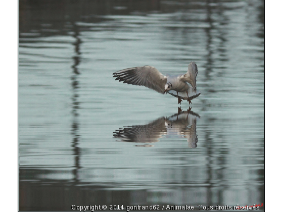 mouette - Photo de Oiseaux