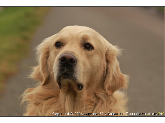 chien - Photo de Chiens