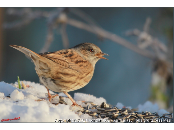 ascenteur mouchet - Photo de Oiseaux