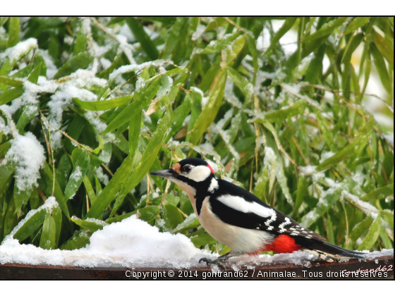 PIC EPEICHE - Photo de Oiseaux