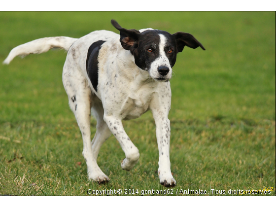 chien - Photo de Chiens