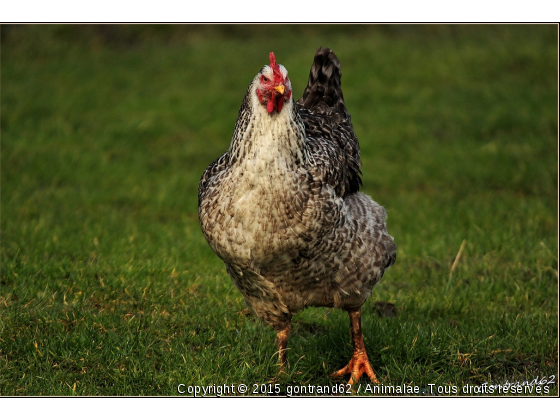 coq  - Photo de Animaux Ferme