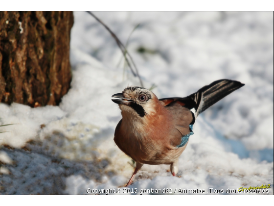 geai des chenes - Photo de Oiseaux