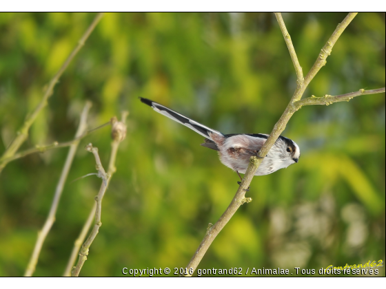 mesange à longue queue - Photo de Oiseaux