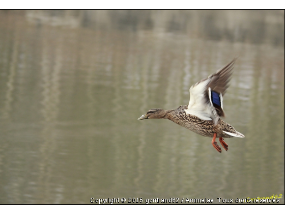 canard colvert - Photo de Oiseaux