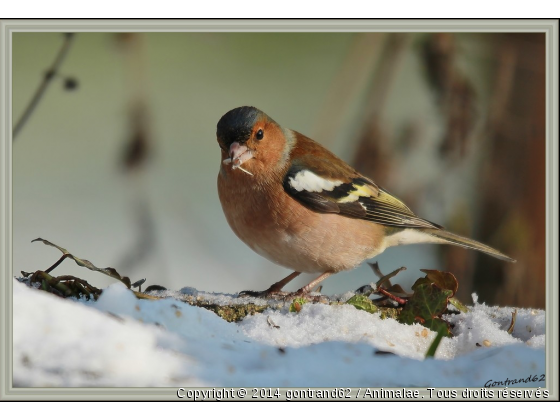 pinson des arbres - Photo de Oiseaux