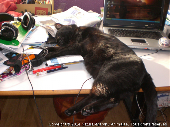 Petite sieste après une journée de travail acharné lol - Photo de Chats