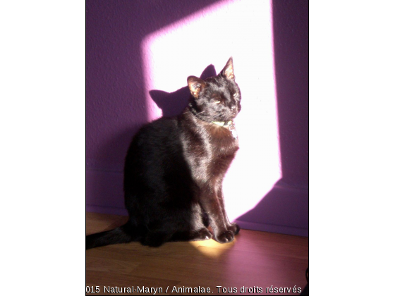 CACHOU MA STAR1 - Photo de Chats