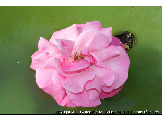 cache-cache - Photo de Reptiles