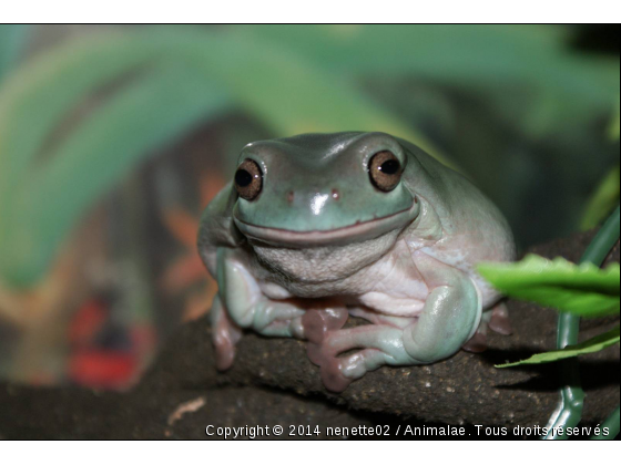 miss grenouille - Photo de Reptiles