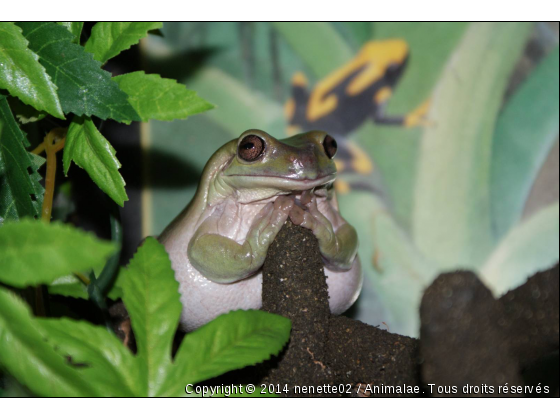 miss grenouille2 - Photo de Reptiles