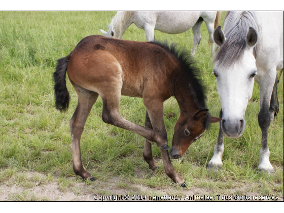 poulain... - Photo de Chevaux