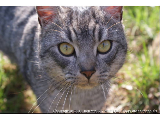 grimaldi - Photo de Chats