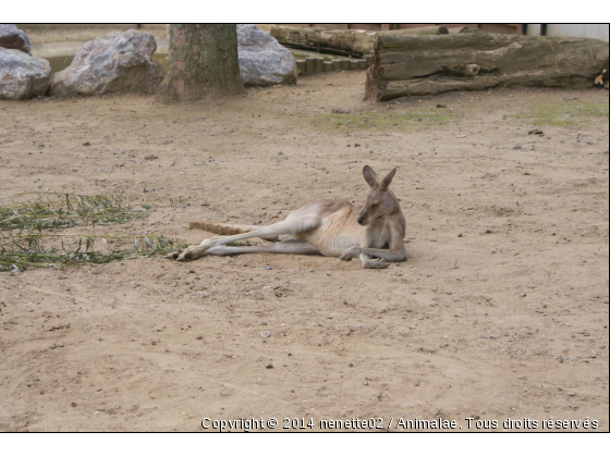 kangourou - Photo de Animaux sauvages