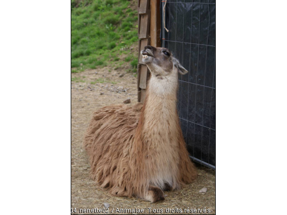 lama - Photo de Animaux sauvages