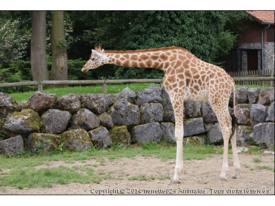 girafe - Photo de Animaux sauvages