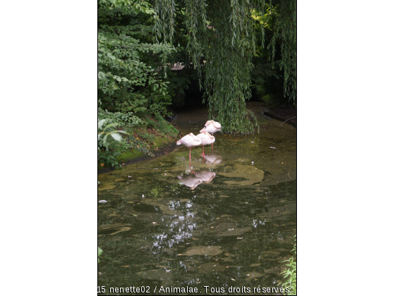 flamant rose - Photo de Animaux sauvages