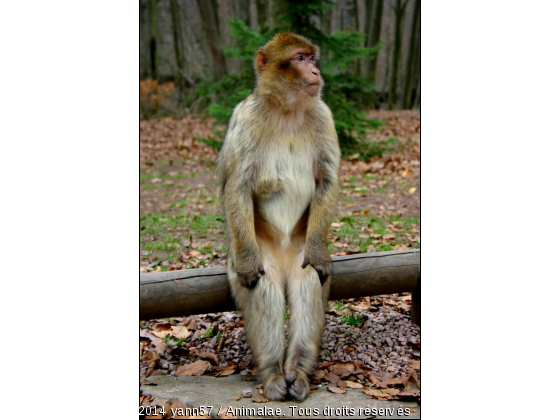 j attend le bus - Photo de Animaux sauvages