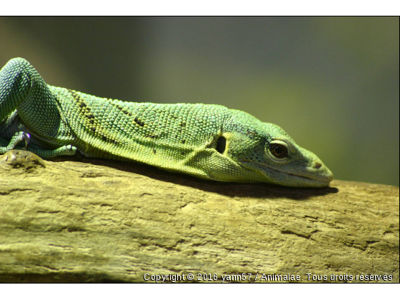 lezard - Photo de Reptiles