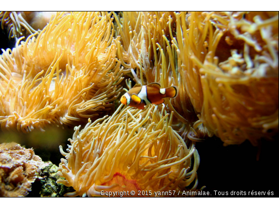 nemo - Photo de Faune marine