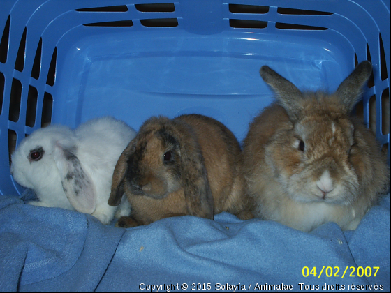 Bianca, Lyna et Jaden - Photo de Rongeurs