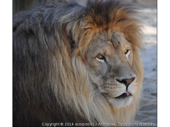 simba - Photo de Animaux sauvages