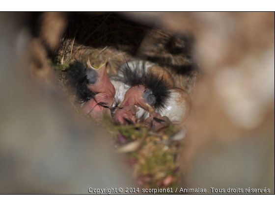 les oisillons punk - Photo de Oiseaux