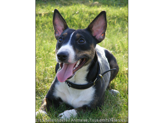 floyd - Photo de Chiens