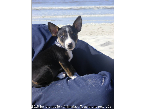 floyd - Photo de Chiens