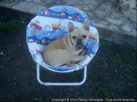 la nini a papa - Photo de Chiens