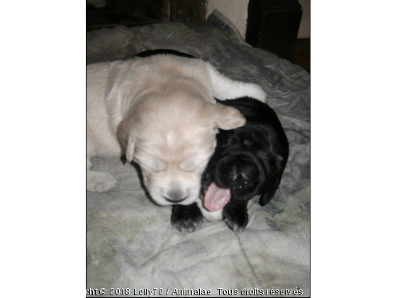 Enza &amp; Thaïs - Photo de Chiens