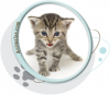 Motifs pour T-shirt - Chaton tigré