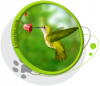 Motifs pour T-Shirt - Colibri