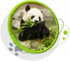 Motifs pour T-shirt - Panda Motifs pour T-shirt - Panda