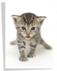 Poster Chaton