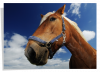 Poster Cheval