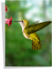 Poster Colibri