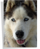 Poster Chien Husky