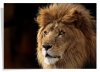 Poster Lion