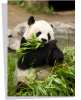 Poster Panda