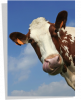 Poster Vache
